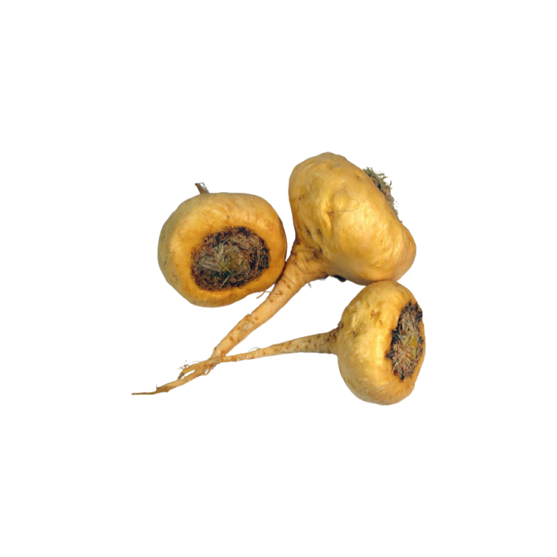 Extrato de maca em pó