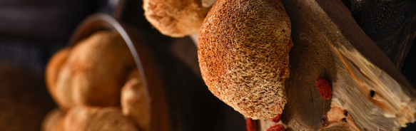 Extrato em pó de cogumelo Lion's Mane