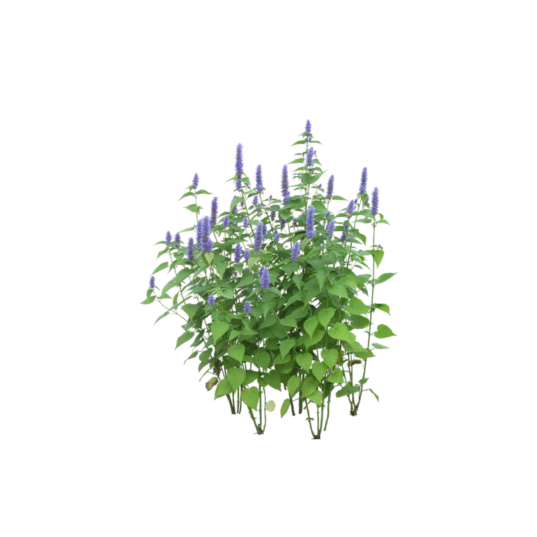 Fotografia macro de folhas de Medicago sativa num campo biológico