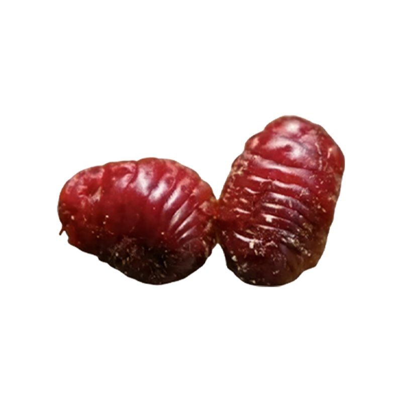 Fotografia macro de insetos secos da espécie Dactylopius coccus