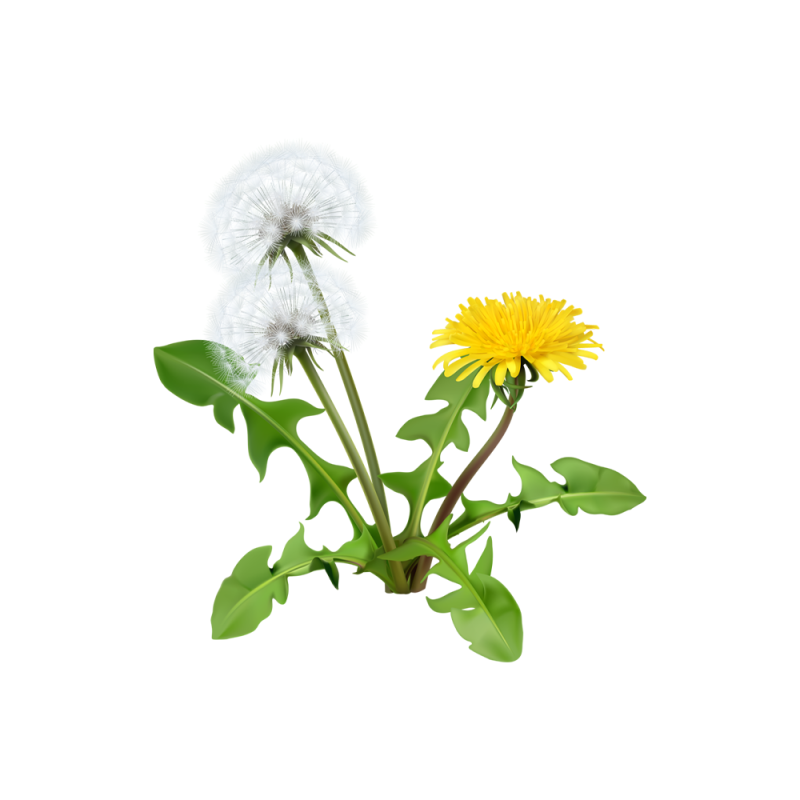 Fotografia macro das raízes e folhas de Taraxacum officinale
