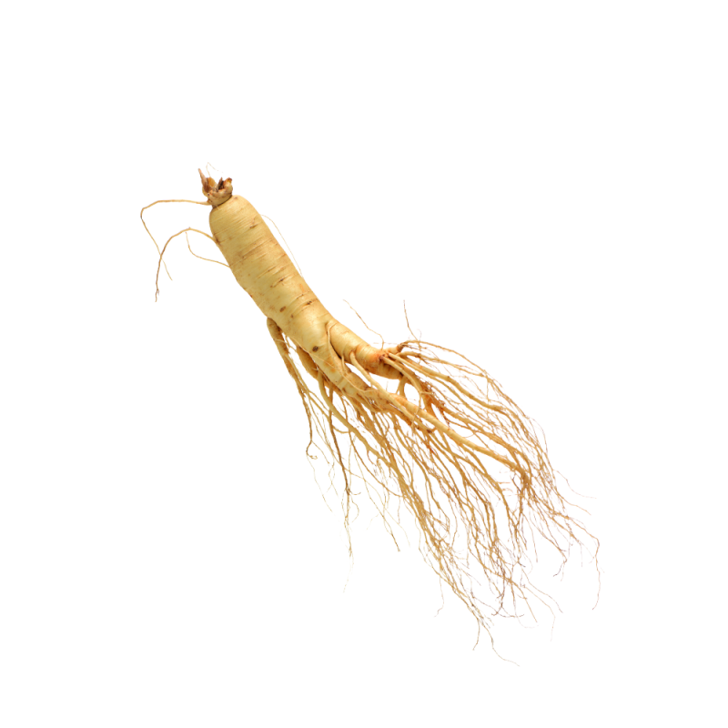 Fotografia macro das raízes do Panax ginseng