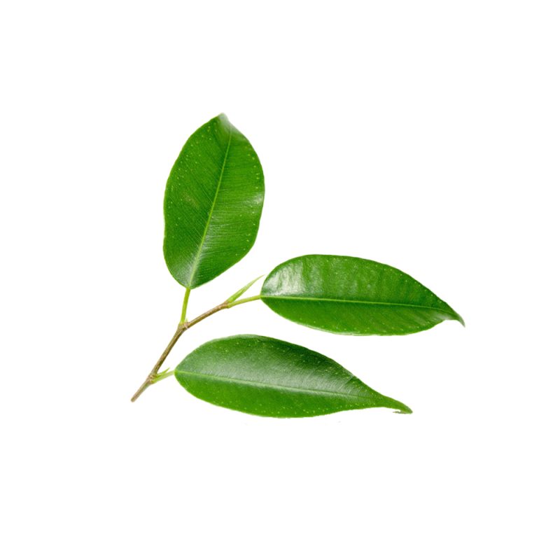 Fotografia macro da clorofila presente na biomassa de plantas verdes