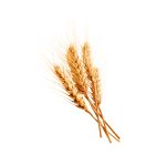 Fotografia macro de grãos de trigo Triticum aestivum