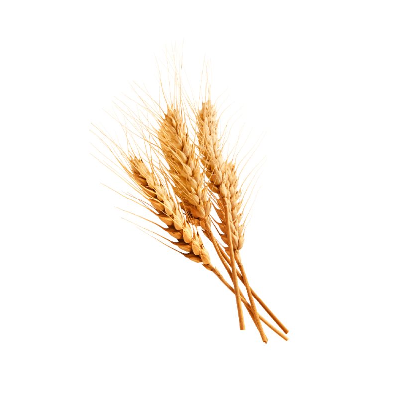 Fotografia macro de grãos de trigo Triticum aestivum