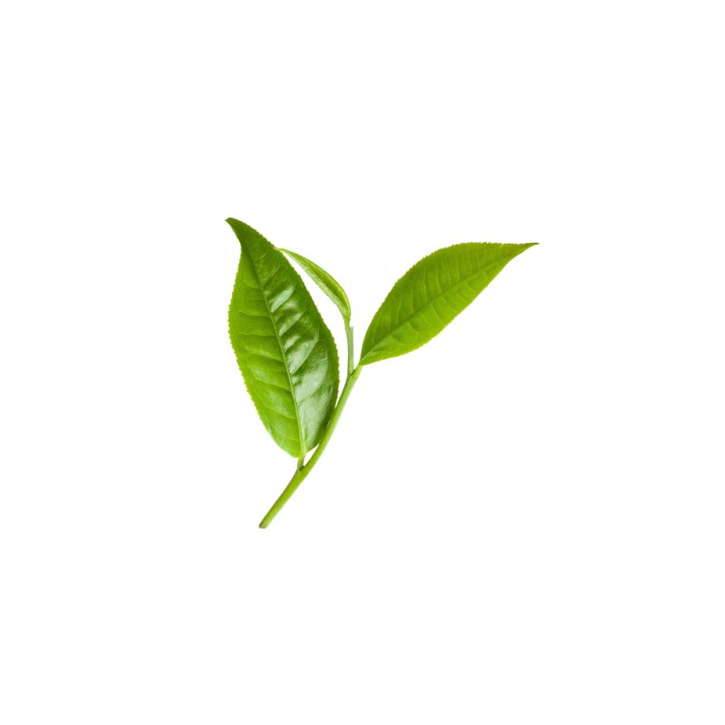 Bulk Green Tea Extract L-Theanine packaged in fiber drums